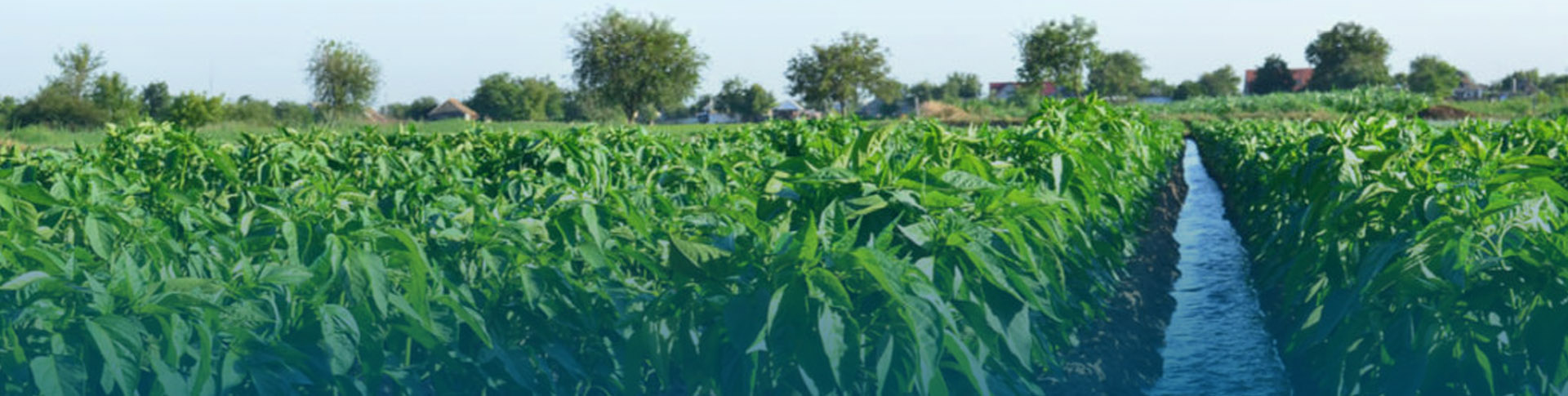 Cultivos agrícolas irrigados